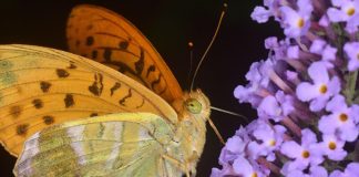 Biodiversità e fotografia