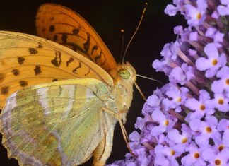 Biodiversità e fotografia