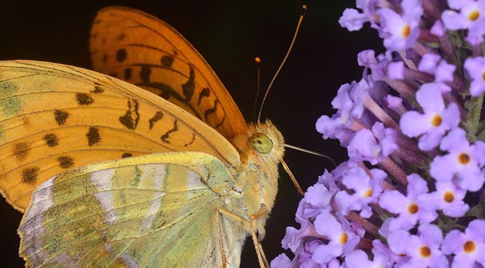 Biodiversità e fotografia
