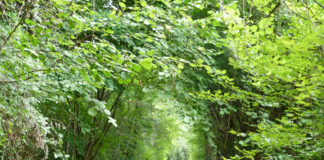 Passeggiare in provincia di Treviso