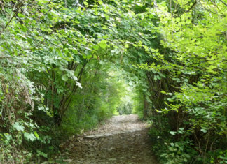 Passeggiare in provincia di Treviso