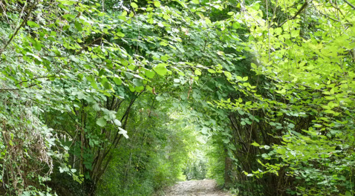 Passeggiare in provincia di Treviso