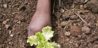 Progetto Orto in STEM