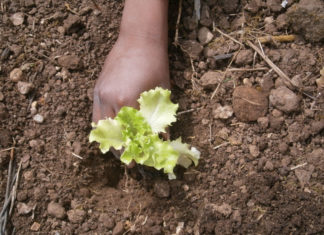 Progetto Orto in STEM