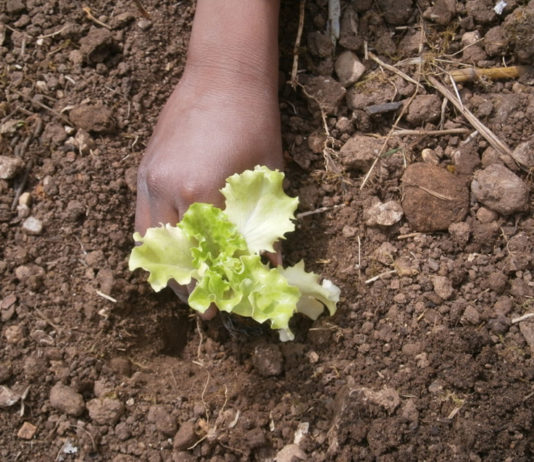 Progetto Orto in STEM
