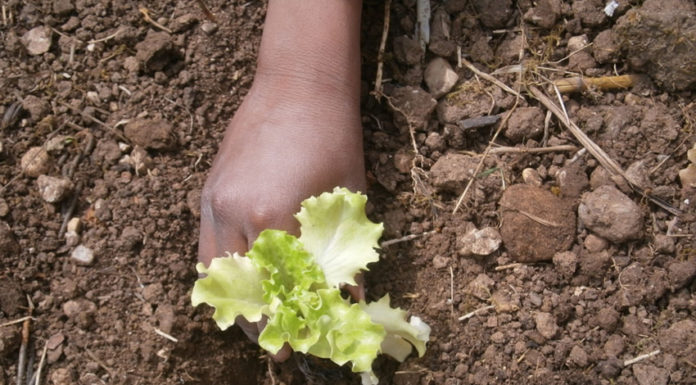 Progetto Orto in STEM