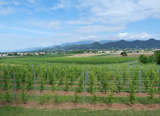 Passeggiate Treviso (Sentiero Natura Caerano)