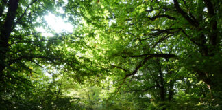 Passeggiate Treviso (l’Eremo di San Gallo)