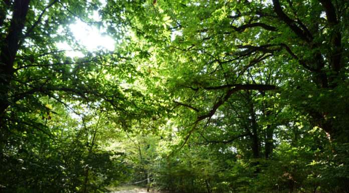 Passeggiate Treviso (l’Eremo di San Gallo)