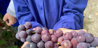 Raccolte d’autunno