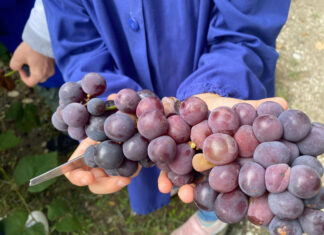 Raccolte d’autunno