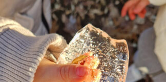 Scopriamo l’inverno in giardino