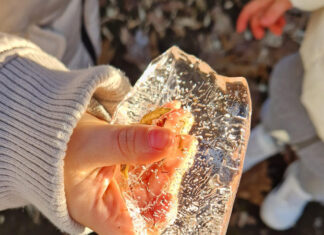 Scopriamo l’inverno in giardino