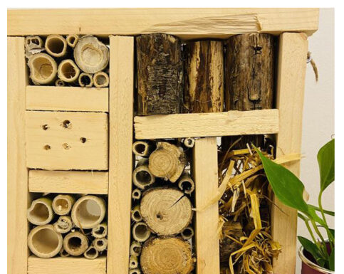 Casette per gli insetti e “butterfly lab”
