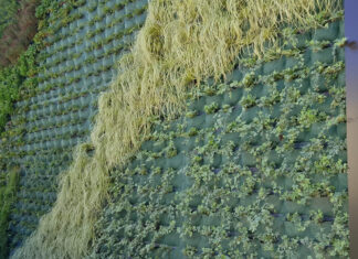 Green wall alla Primaria “Fanna”