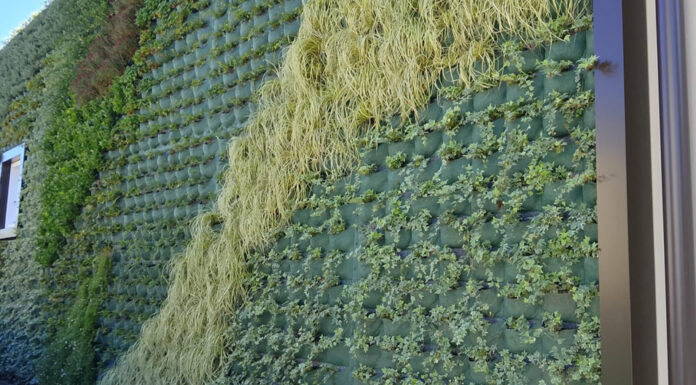 Green wall alla Primaria “Fanna”