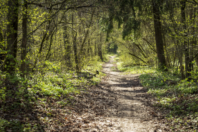 Landscape shot of the forest. Nature