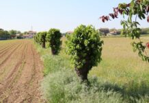 Passeggiate Treviso: la via delle acacie a San Cassiano