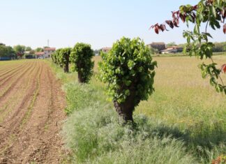 Passeggiate Treviso: la via delle acacie a San Cassiano