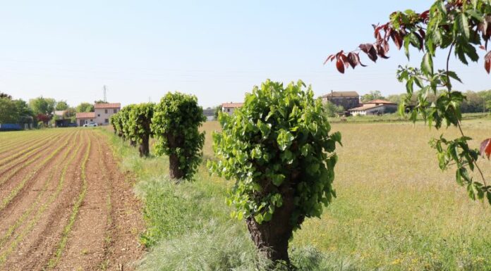 Passeggiate Treviso: la via delle acacie a San Cassiano