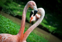 Parco Zoo Punta Verde di Lignano