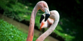 Parco Zoo Punta Verde di Lignano