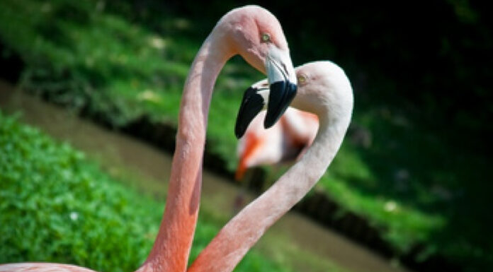 Parco Zoo Punta Verde di Lignano
