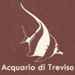 acquariotreviso logo