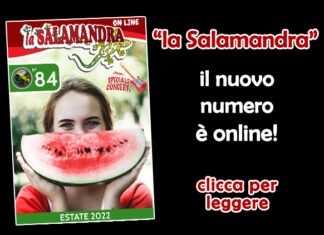 “la Salamandra” n.84