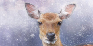 Un regalo di Natale diverso?