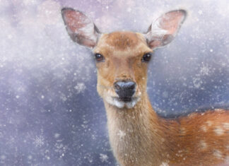 Un regalo di Natale diverso?