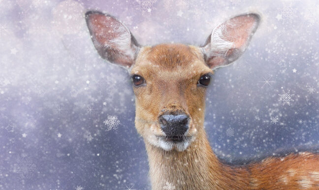 Un regalo di Natale diverso?