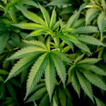 Medical Cannabis crop almost ready for harvesting
