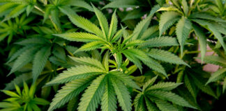 Cannabis e adolescenza