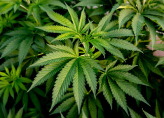 Cannabis e adolescenza