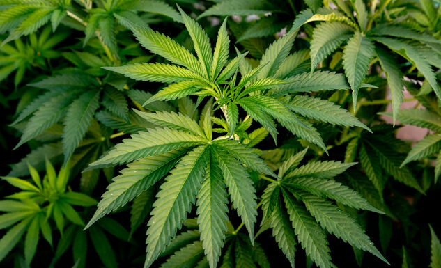 Cannabis e adolescenza