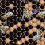 Honey bees on the home apiary
