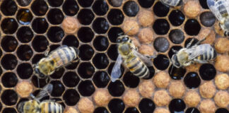 L’insostenibile leggerezza dell’esagono