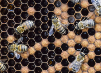 L’insostenibile leggerezza dell’esagono