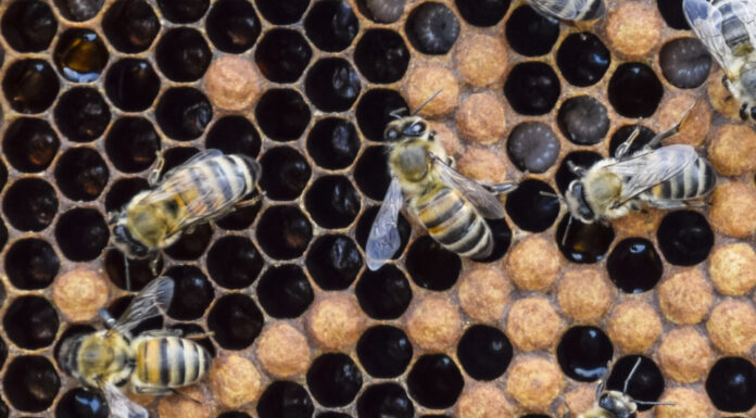 L’insostenibile leggerezza dell’esagono