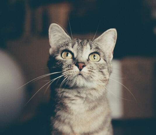 Le gatte dei filosofi