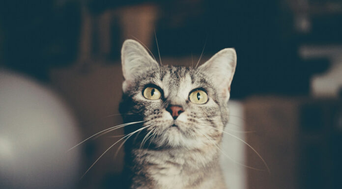 Le gatte dei filosofi