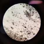 foto polveri microscopio