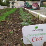 Figura 6-ceci