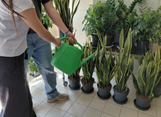 Una “foresta pluviale” al Mazzotti