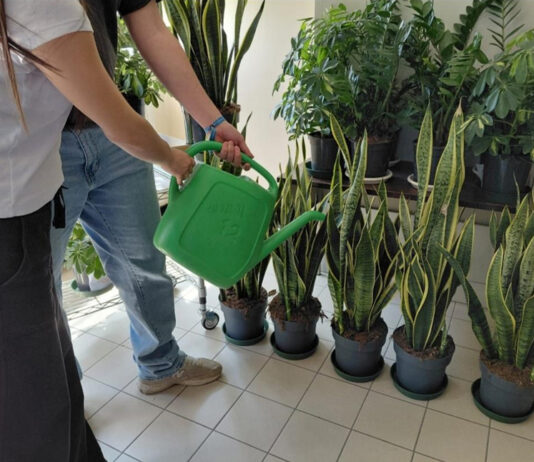 Una “foresta pluviale” al Mazzotti