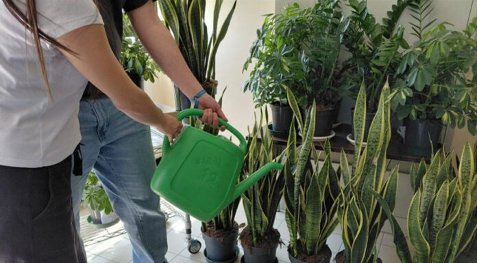 Una “foresta pluviale” al Mazzotti